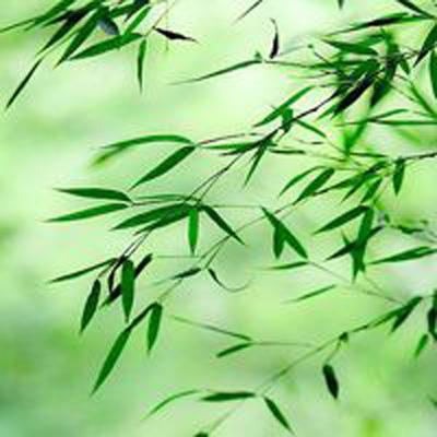 掌门在上剧情解锁版下载